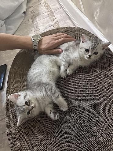 Мышыктар: Скотиш Страйт (Шотландиялык тик кулактуу), 2 айлык, Ургаачы, Лотокко барууга үйрөтүлгөн — 1