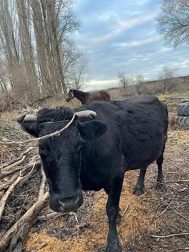 молочная карова: Продаю | Корова (самка) | Для разведения | Привязанные — 2