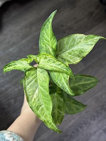 сциндапсус: Добрый день! В продаже комнатные растения: Сингониумы - конфетти — 10