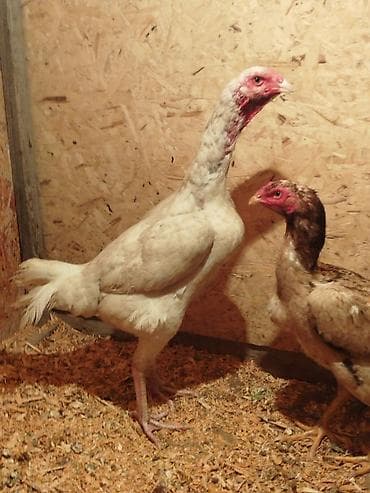 лучший ветеринар бишкек: Дакан ак мекиштер сатылат активный алмашу жолдору бар адрес Заря — 3