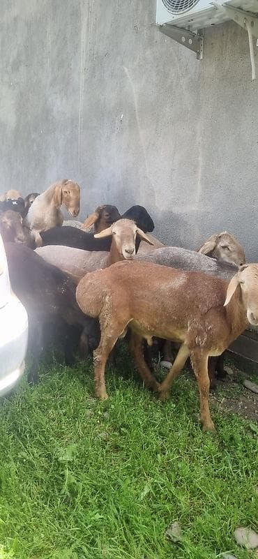 продажа собак бишкек: Продаю | Баран (самец) | На забой | Ярка — 1