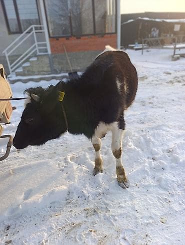 колифорнийский червь: Продаю | Музоо, торпок | На откорм | Привязанные — 5