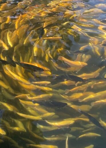 купить аквариум для рыбок недорого: Жаңы кармалган — 2