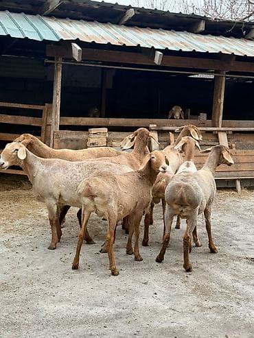 Продаю | Овца (самка) | На забой | Матка — 3