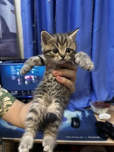 black cat: Продается скотиш страйт. Девочка. 1 месяц и 7 дней. К лодку приучена — 3