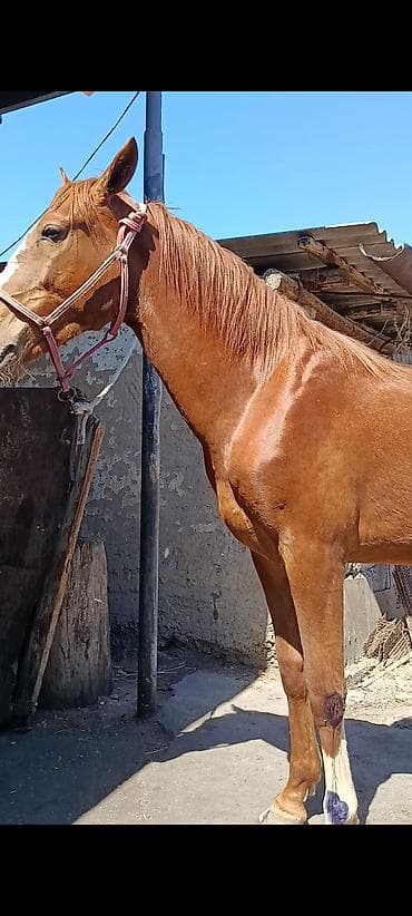 уй сатылат бишкек 2022: Сатам | Байтал | Жумушка — 1