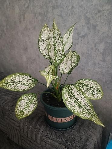 нет времени: Аглаонема вариегатная (Aglaonema) в горшке - Эффектная — 2