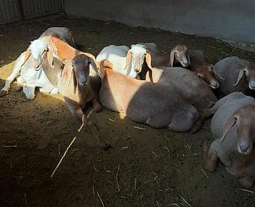 Ярки Арашан с документами и чипом ( линия есть ) по 50000с. оптом ( at lalafo.kg Ярки Арашан с документами и чипом ( линия есть ) по 50000с. оптом (