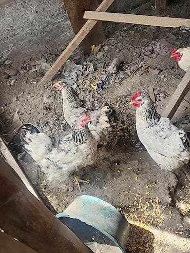 цеплята несушки: Продаю | Куры | Брама | Для разведения — 1