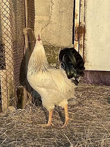 птица домашняя: 4 шк Короз сатылыт Сокулук Романовкада — 3