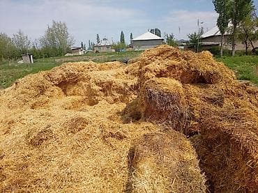 канат верёвка: Арпа саман сатылат 100 сом - Тип: ячмень солома, прессованные — 4