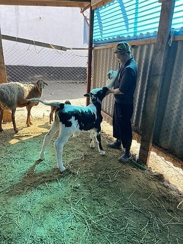 бодоно сатып алам: Продаю | Музоо, торпок | Для молока | Искусственник — 10