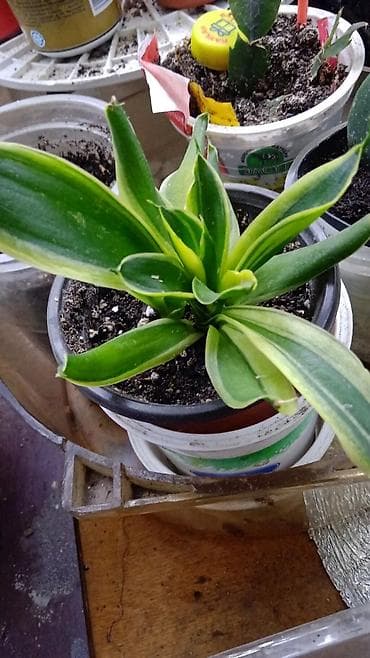 хойа: Хойя вариегатная (Hoya carnosa variegata) — компактные укоренённые — 7