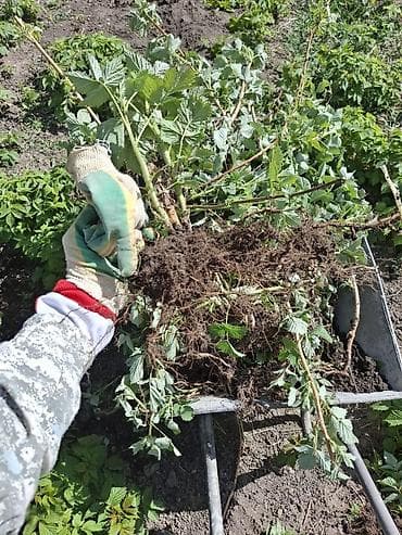 батва рес: 🍓 Продается Саженцы Малина сорт «Полька» — ремонтантная, крупная — 1