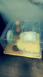 крысы декоративные: Продаю клетки для хомячков от 500 до 1500 сом. выбор есть — 11