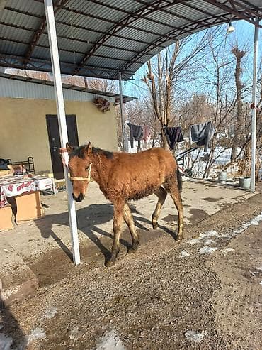 прокат лошади: Продаю | Жеребенок | Для разведения — 9