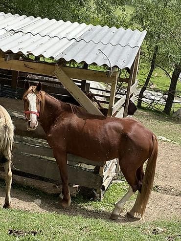 мужская толстовка: Традиционный кумыс из свежего кобыльего молока - Натуральный — 8