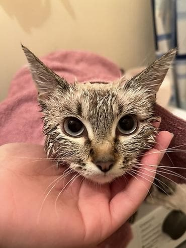 Услуги ветеринара: Питомец: кошка с выразительными голубыми глазами и — 6