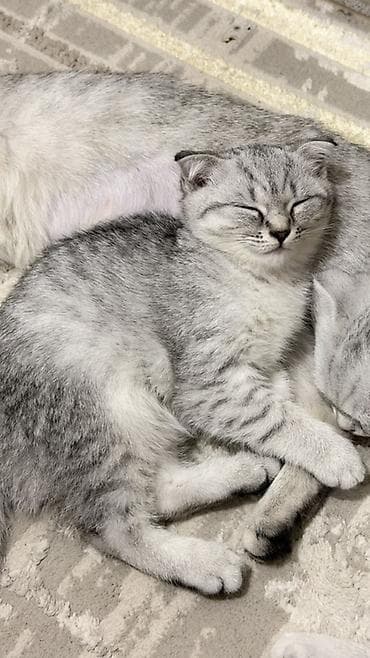 scottish fold: Продаётся шотландский вислоухий котёнок. Дата рождения - 21 мая — 1