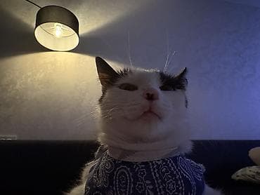 кошке: Кошка даром: Беспородная, Девочка, Приучена к лотку — 5