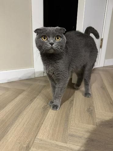 Шотландская вислоухая кошка (Scottish Fold), девочка с паспортом и at lalafo.kg Шотландская вислоухая кошка (Scottish Fold), девочка с паспортом и