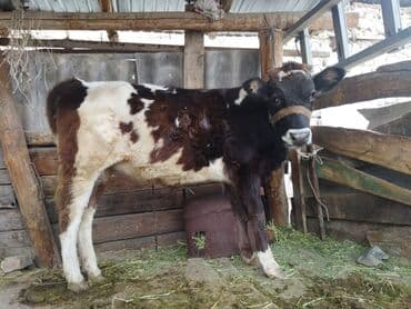 грызуны домашние: Сатылат — 1