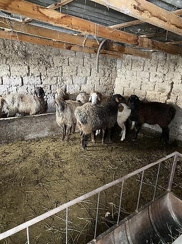ярки матки: Продаю | Овца (самка) | На забой | Матка — 7