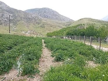 osh city: Продаю участок 6 соток на Иссык -Куль — 2