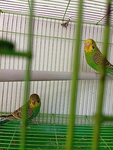 купить ара попугай: Волнистые попугаи в комплекте с клеткой. - Пара волнистых попугаев — 2