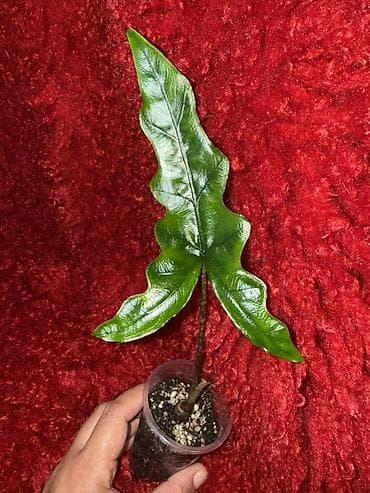 саж: Ароидные комнатные растения (редкие сорта), в индивидуальных — 3