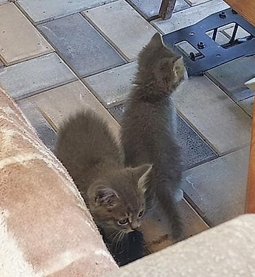 собаки кошки: Пушистые котята.Компактные, игривые, любопытные, хорошо едят влажный и — 3