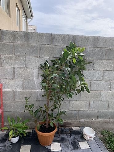 эластика: Комнатные растения в декоративных кашпо 1) Фикус эластика (каучуковое — 1