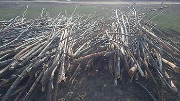 ствол дуба: Дрова — 1