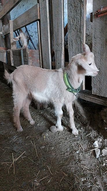 кошки в токмоке: Продаю | Коза (самка), Козёл (самец), Козлёнок | Зааненская, Битал, Камори | На забой, Для разведения, Для молока — 6
