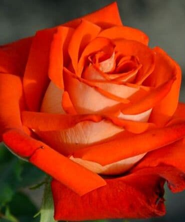 роза в горшке купить: Саженцы роз — коллекционные сортовые окраски Описание: - Роскошные — 1