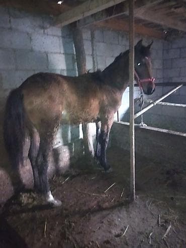 жожо дакан: Продаю | Жеребенок | Полукровка — 3