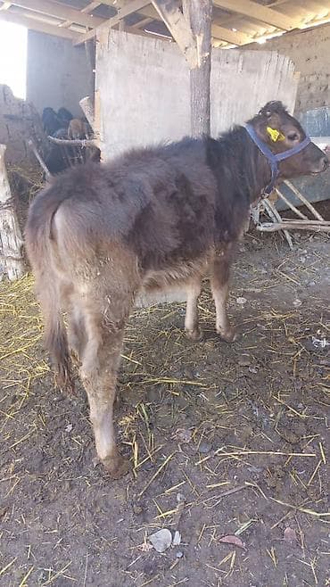 собака курцхар: Продаю | Музоо, торпок | Полукровка | На откорм | Привязанные — 3