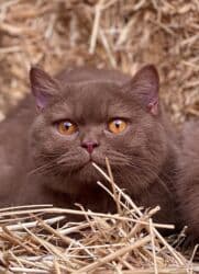 ящик для документов: ✨ БРИТАНСКИЕ КОТЯТА ЗОЛОТИСТОЙ ШИНШИЛЛЫ В ПОИСКАХ ДОМА! ✨ Наши малыши — 3