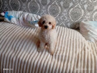 продажа щенков немецкой овчарки с документами в бишкеке: Вязка: Пудель, Самец, 1 год, С прививкой — 3