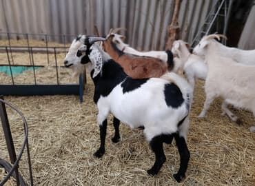Продаю | Коза (самка) | Зааненская, Битал