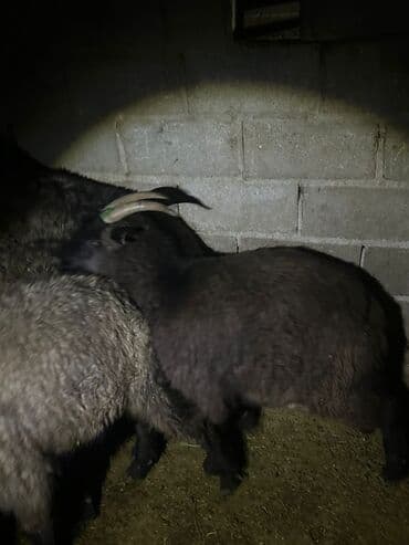 карликовый пудель сколько стоит: Продаю | Козёл (самец) | Для разведения | Племенные — 7