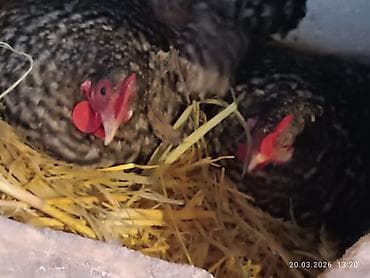 китайская шелковая: Продаются суточные цыплята породы Плимутрок Цена120 сом — 8