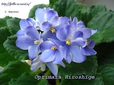 Фиалки и глоксинии: 🌱🌺🌱 Продаю сортовые ДЕТКИ,СТАРТЕРЫ стандартных, трейлерныхмини и — 6