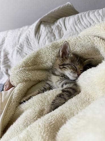Отдам даром кошку: Кошка даром: Беспородная, 2 месяца, Мальчик — 1