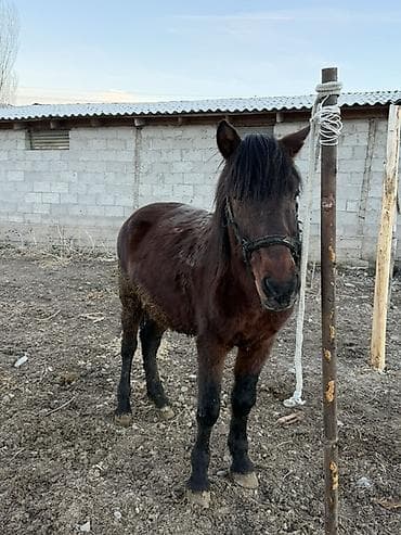 лошадь айгыр: Продаю | Конь (самец) | Рабочий | Осеменитель — 3