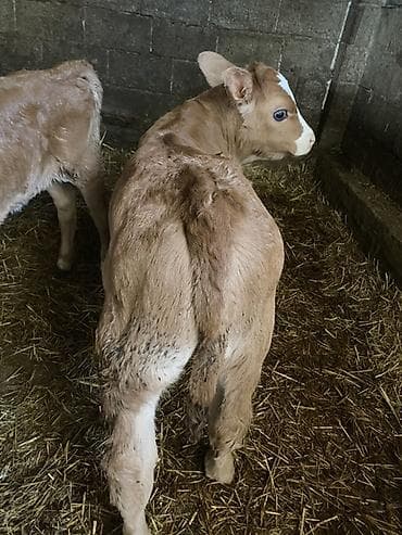 каровы швиц: Продаю | Тёлка | На откорм | Племенные — 1