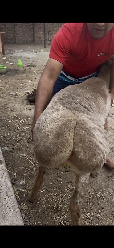 быки ангуст: Продаю | Баран (самец) | Арашан | Для разведения | Племенные — 5