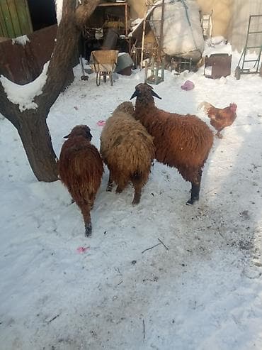 Продаю | Овца (самка) | Полукровка | Для разведения at lalafo.kg Продаю | Овца (самка) | Полукровка | Для разведения