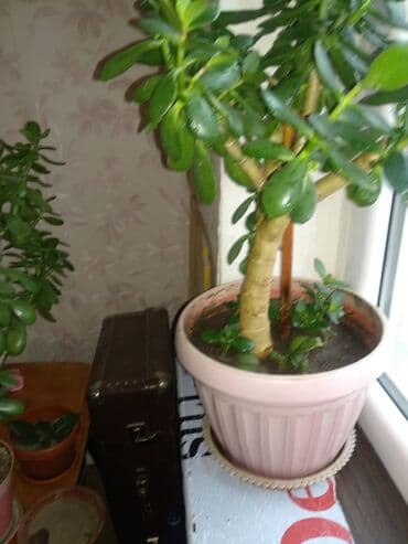 растения для аквариума: Живое дерево. Есть поменьше. Цена от 200 сом до 2000сом — 1