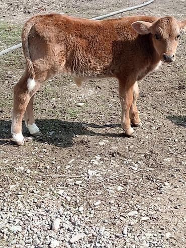 А\ч жаныбралары үчүн товарлар жана шаймандар: Сатам | Музоо | Аргын | Бордоп семиртүү үчүн | Жасалма уруктандырылган — 6